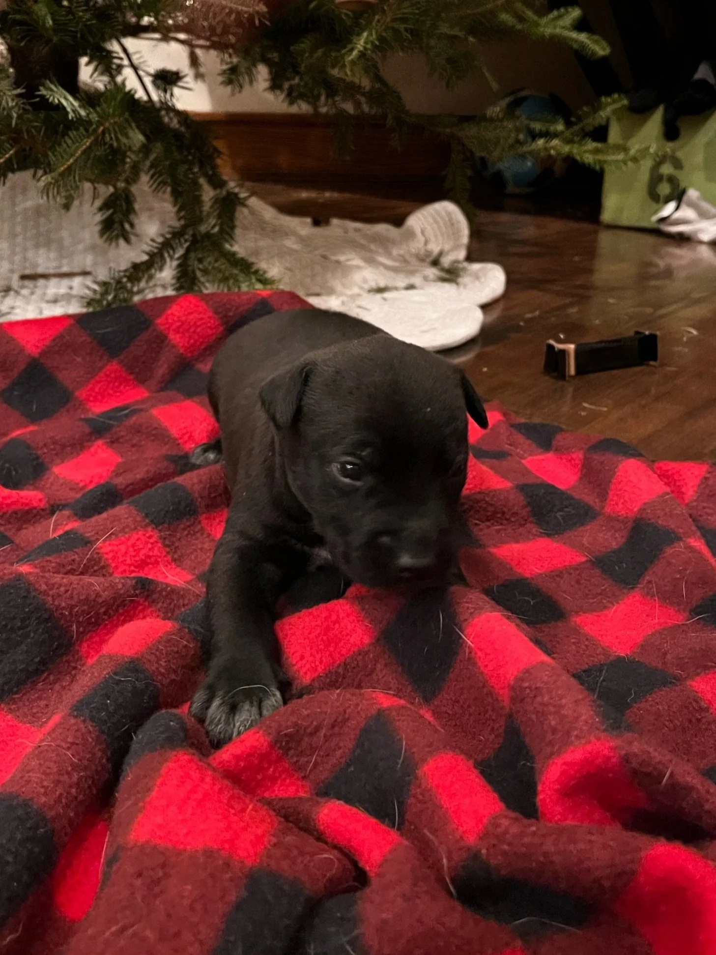 Dasher - Male *reserved