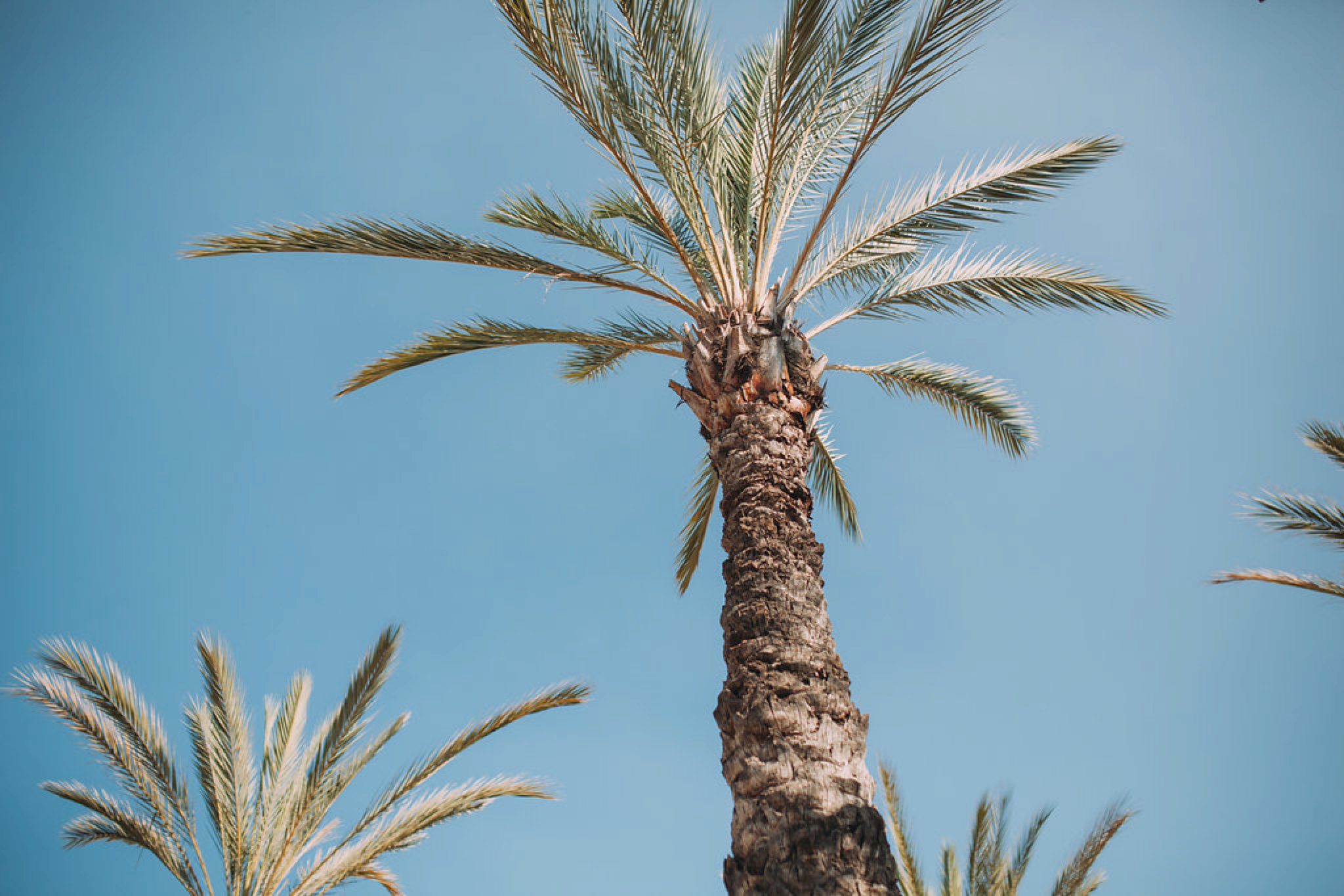 Feminist Wedding Photography Carly Romeo Photography Richmond VA Destination Altadena California Landscape Palm Tree Blue Sky