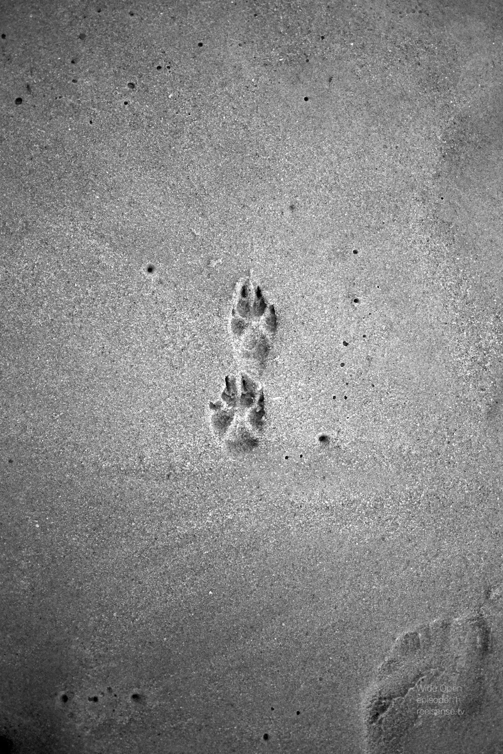 Laguna Beach - Dog paws