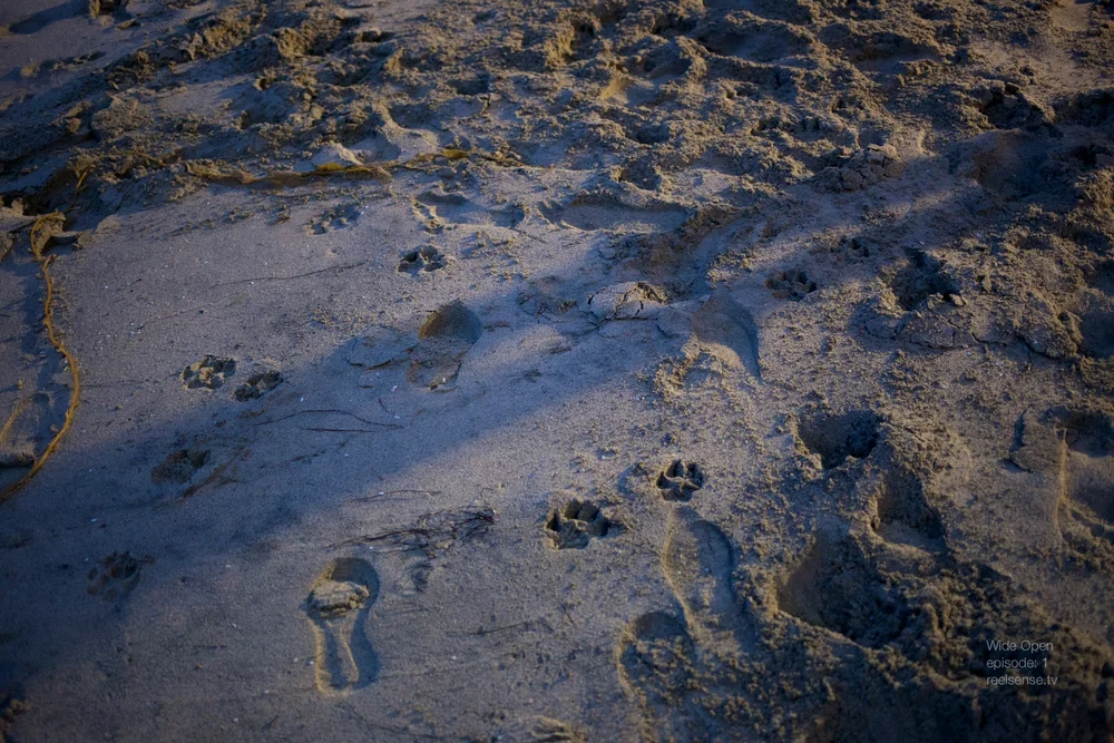 Laguna Beach - Foot prints & dog paw prints