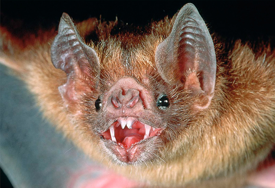 vampire-bat.jpg