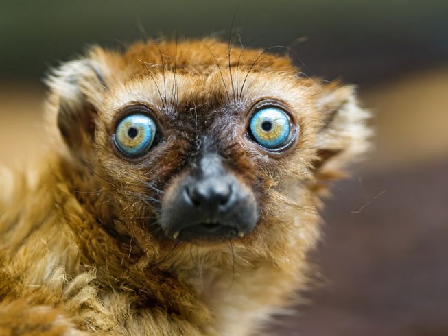 sclaters-lemur-closeup.jpg.653x0_q80_crop-smart.jpg