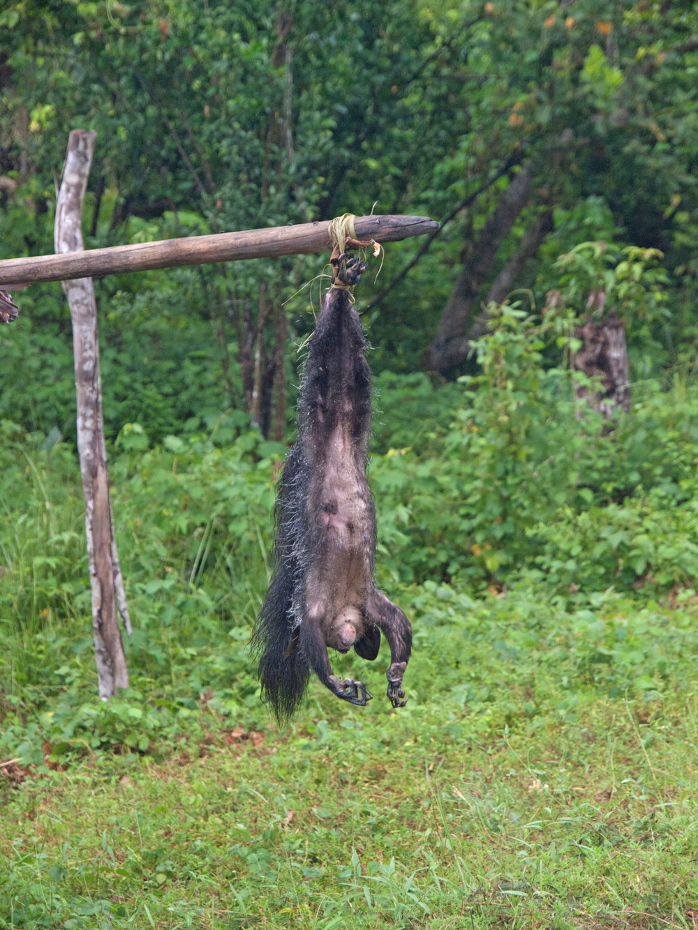 Daubentonia_madagascariensis_-_dead_01.jpg