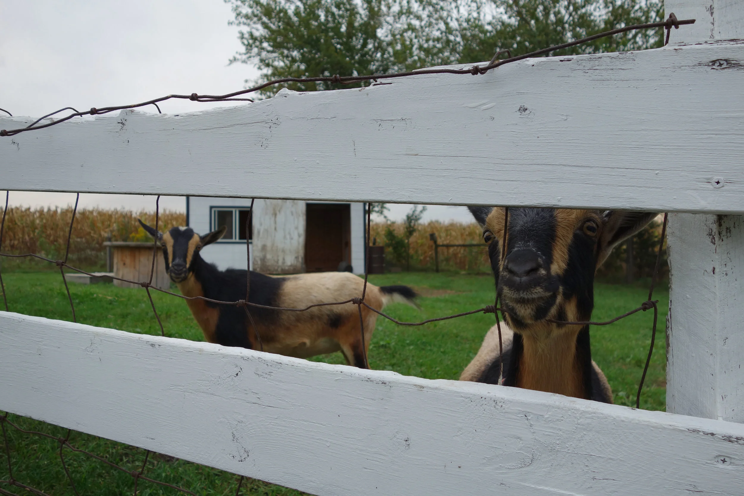 Cute little GOATS!