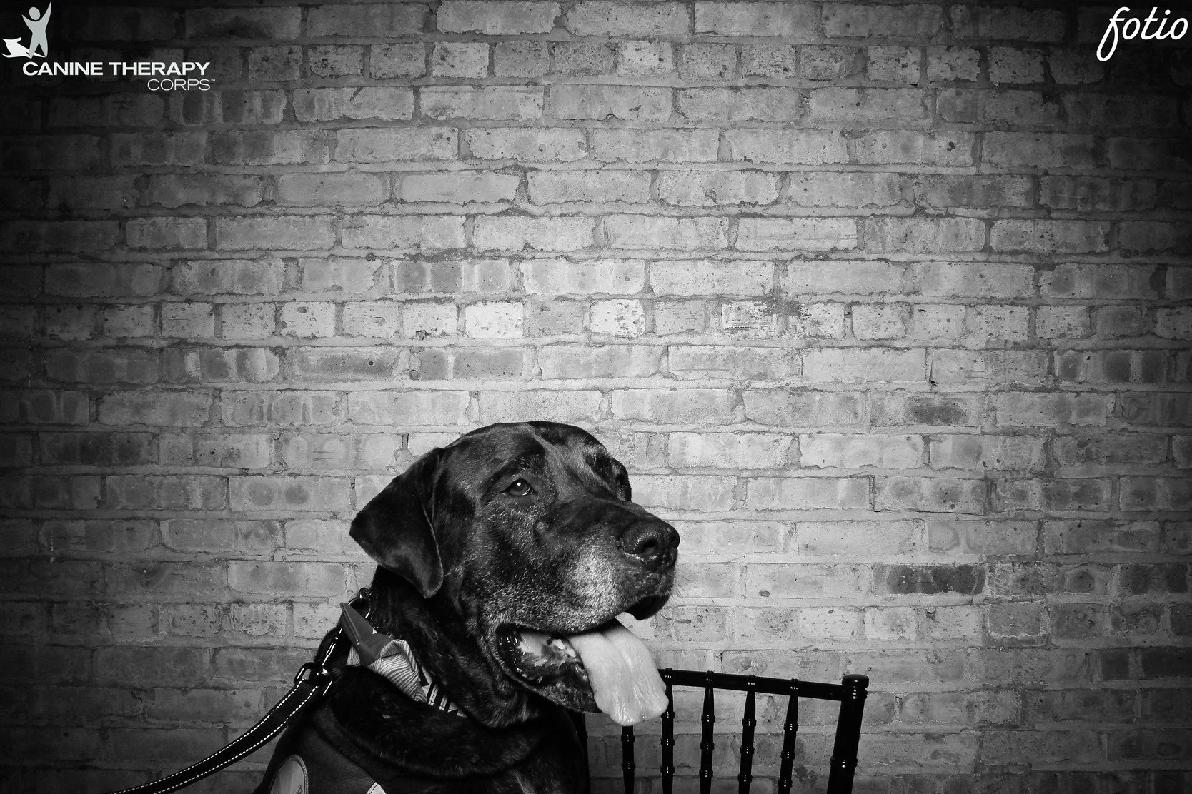 1fotio-revel-photobooth-canine-therapy-corps-gala.jpg