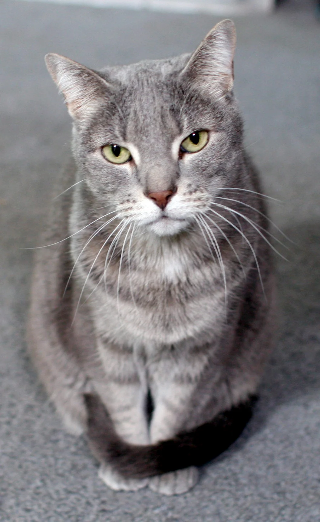 Cat: Eddie