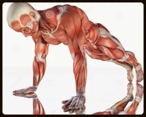 muscular-system-male-exercising-d-rendering-anatomically-correct-man-doing-push-ups-53514611.jpg