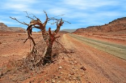 We live in a desert environment which only makes our dry eyes even drier.