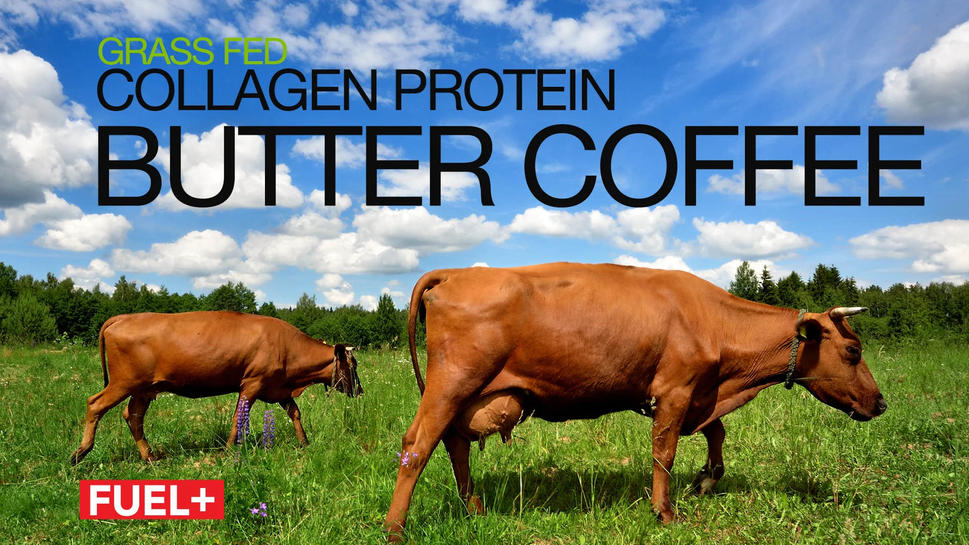 Collagen-Protein.jpg