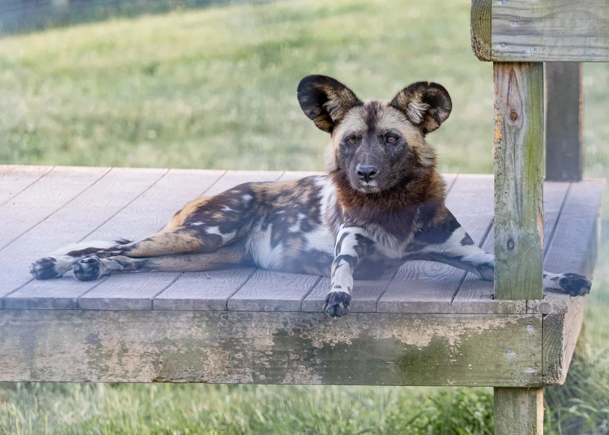 Painted Dog resting copy.jpg