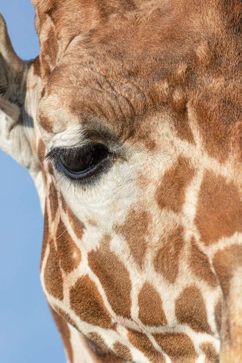 2-Day Safari Adventure with Judy Reinford