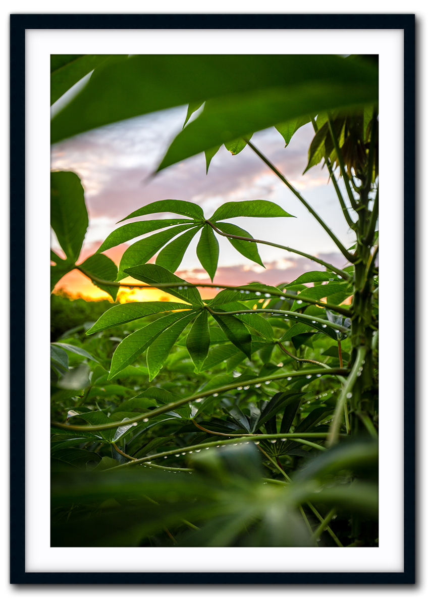 Lush IMG_1653-black.png