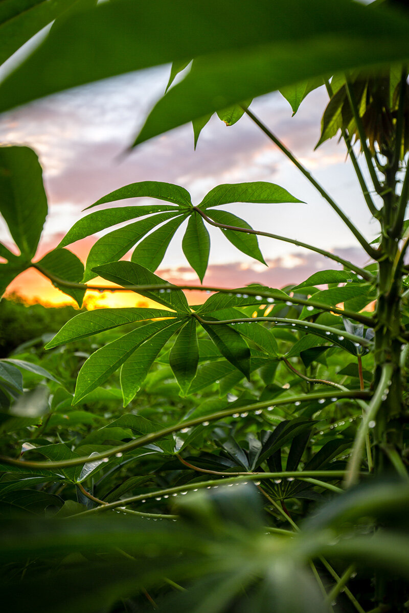 Lush IMG_1653-Print.jpg