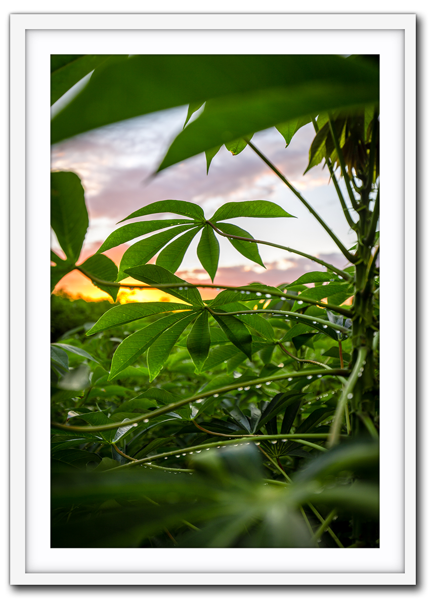 Lush IMG_1653-white.png