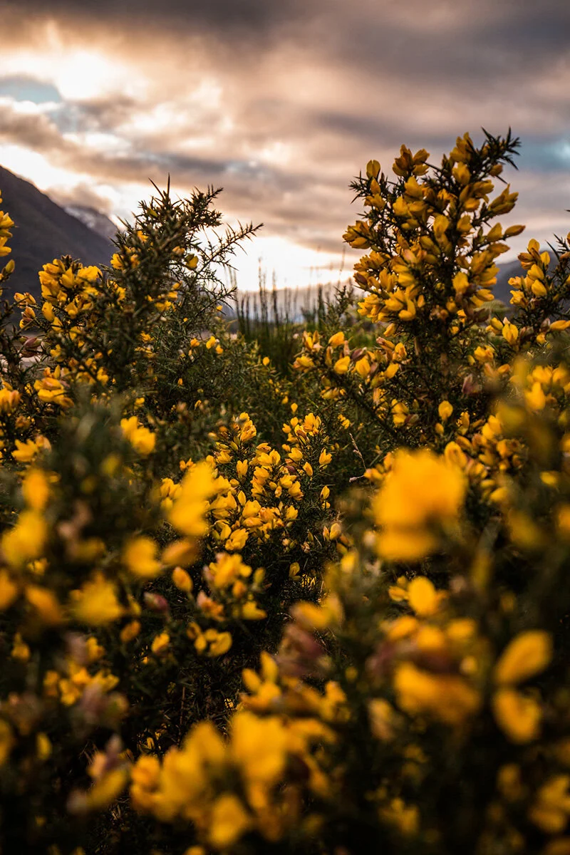 Natures Beauty IMG_1327-Print.jpg