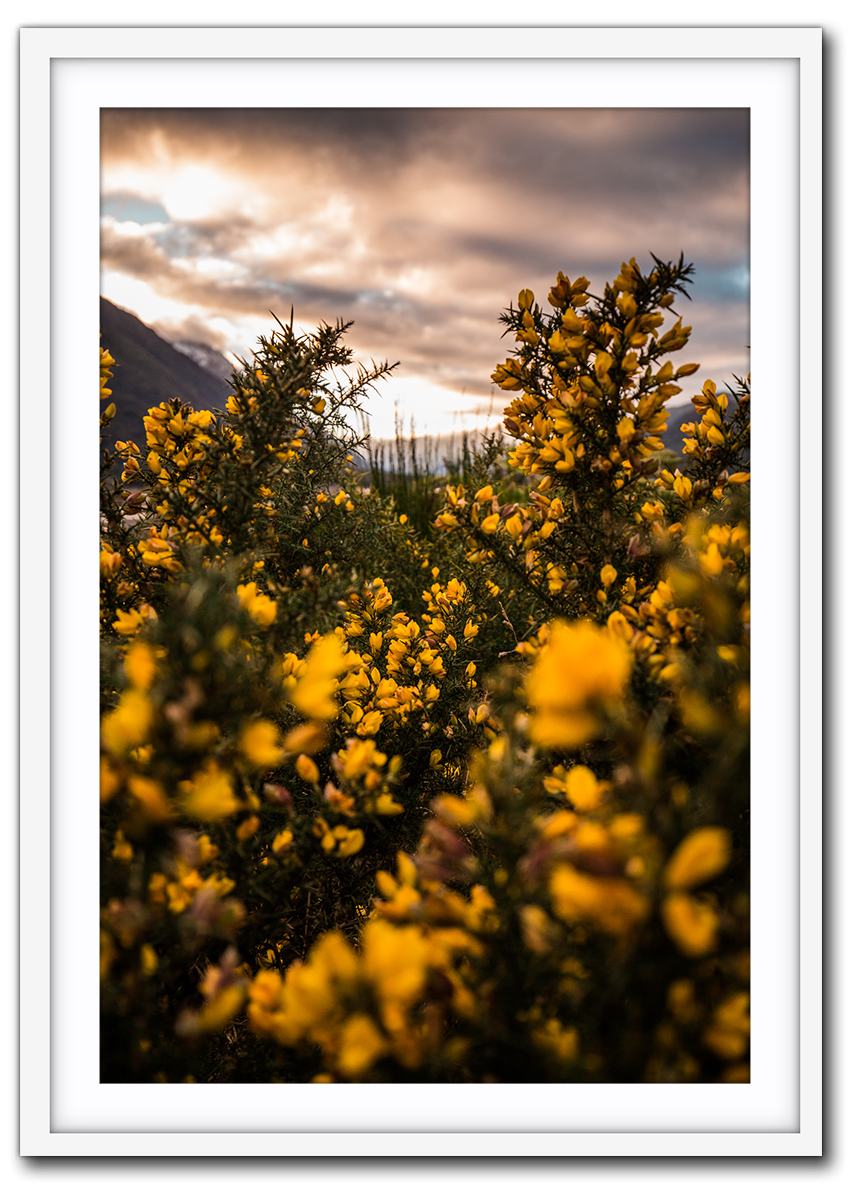 Natures Beauty IMG_1327-white.png
