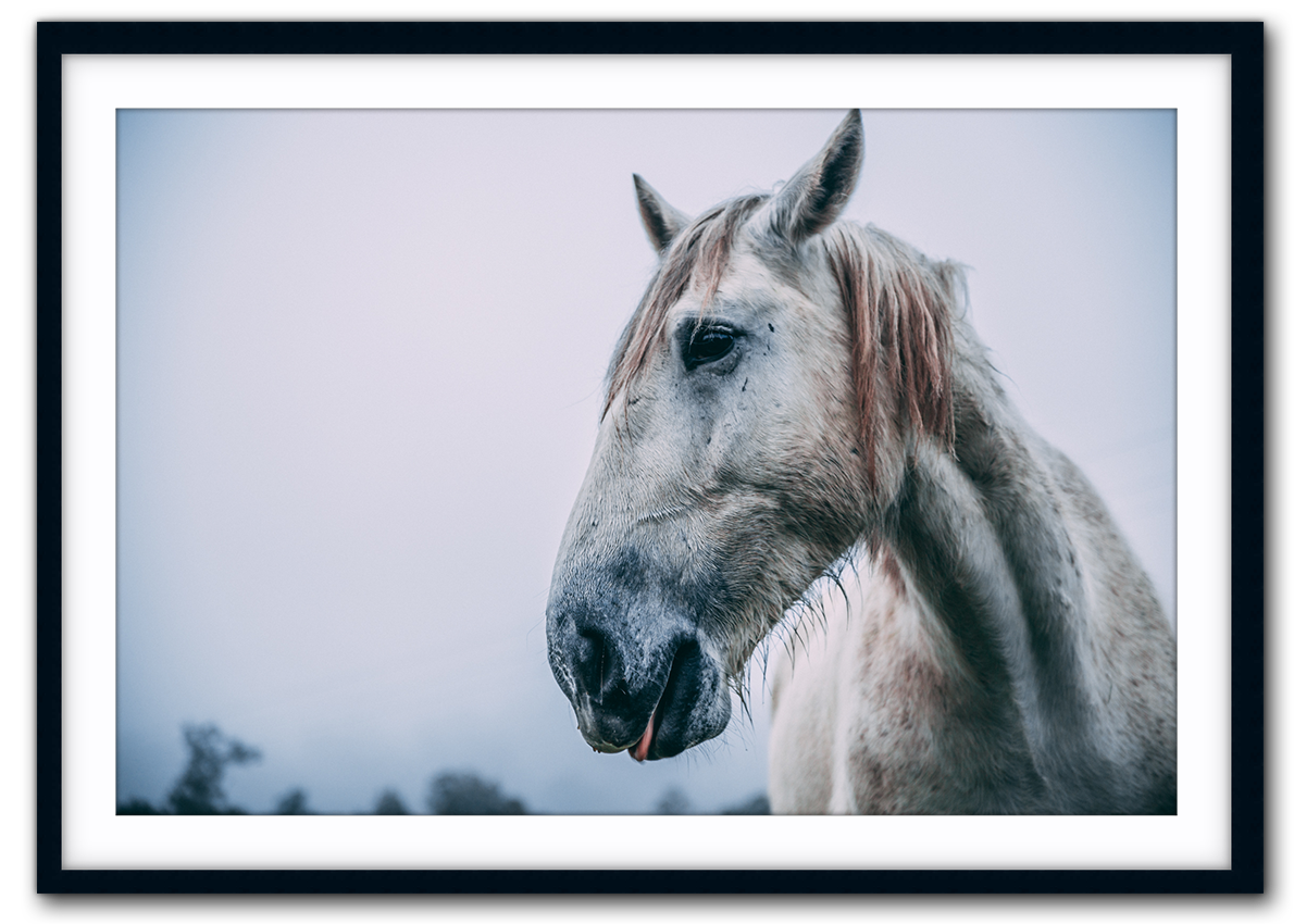 White beauty IMG_1028-Black.png