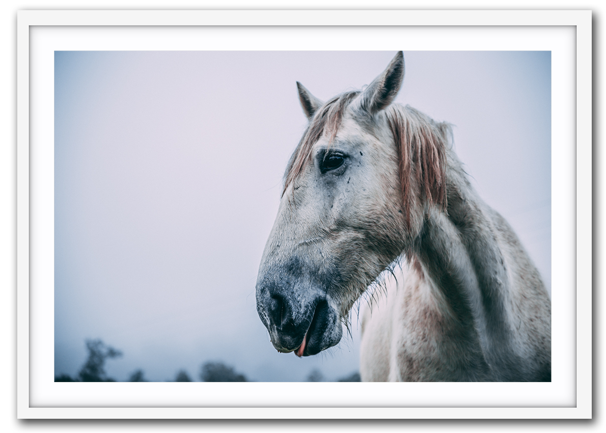 White beauty IMG_1028-White.png