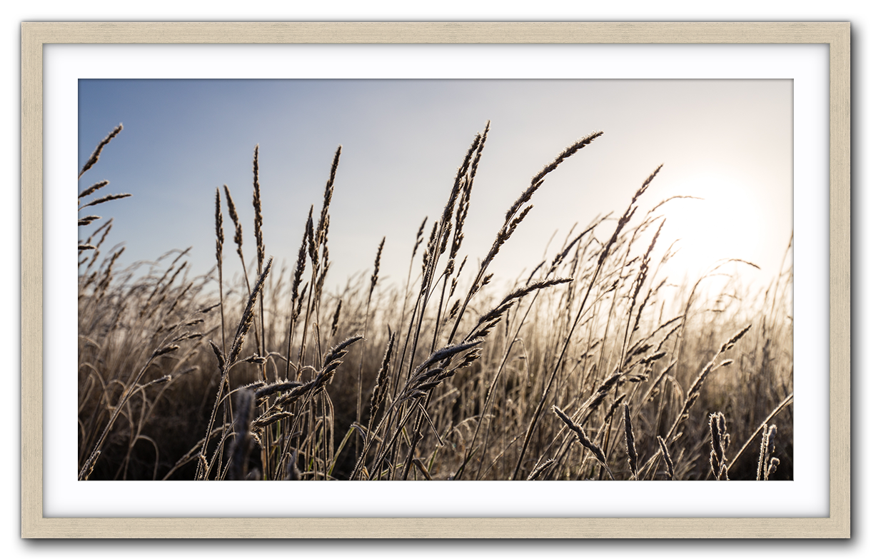 Morning frost IMG_0069-Driftwood.png