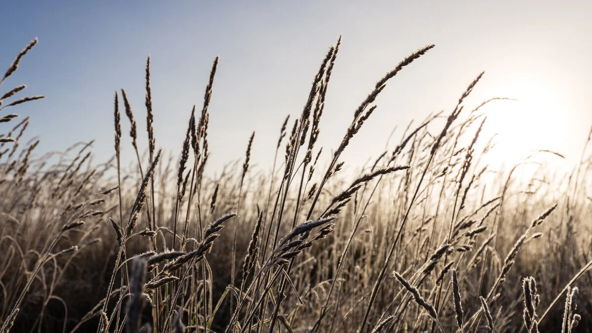 Morning frost IMG_0069-print.jpg