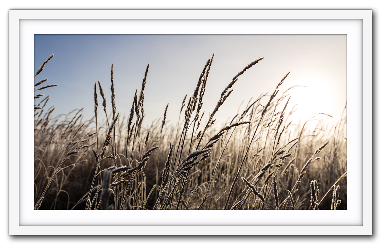 Morning frost IMG_0069-White.png