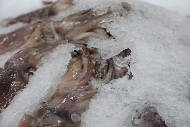 squid on ice&nbsp;