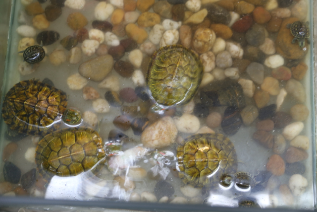 turtles (still in the meat section, sadly not the pet section)&nbsp;