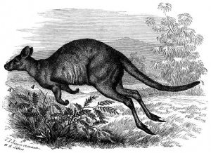 20140211 Macropus_brehm2-300x218.png