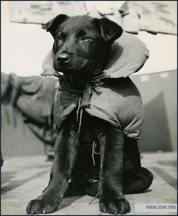 “Blackout,” the mascot of a Coast Guard LCI, circa 1944.