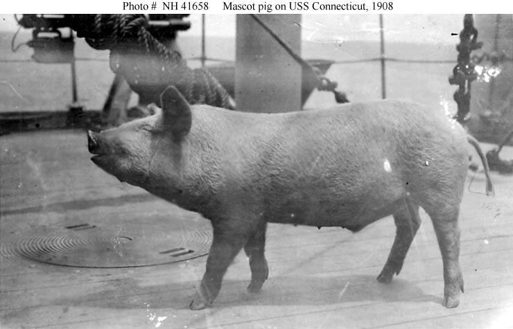 Pig mascot of USS Connecticut , circa 1908.