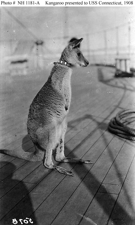 The citizens of Sydney, New South Wales, Australia presented USS Connecticut with a kangaroo when that ship visited in 1908 during the Great White Fleet’s world cruise.