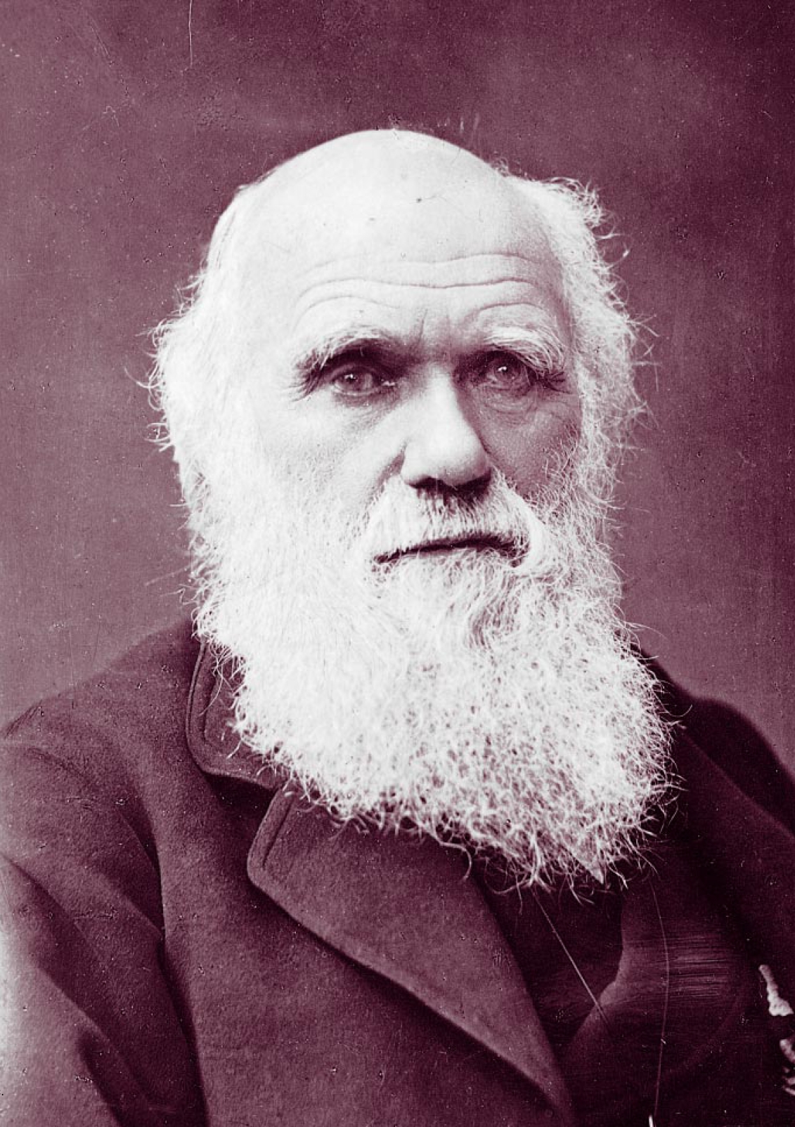 A photograph of Charles Darwin from 1881. By Herbert Rose Barraud.