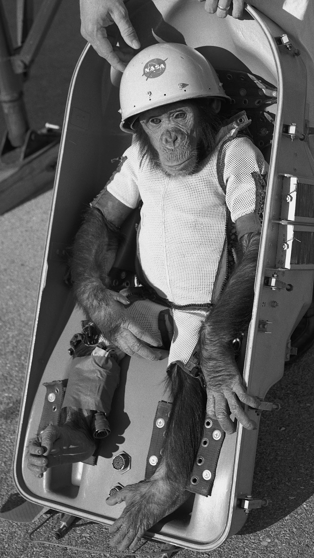 Ham the chimp, prior to his test flight in January 1961.
