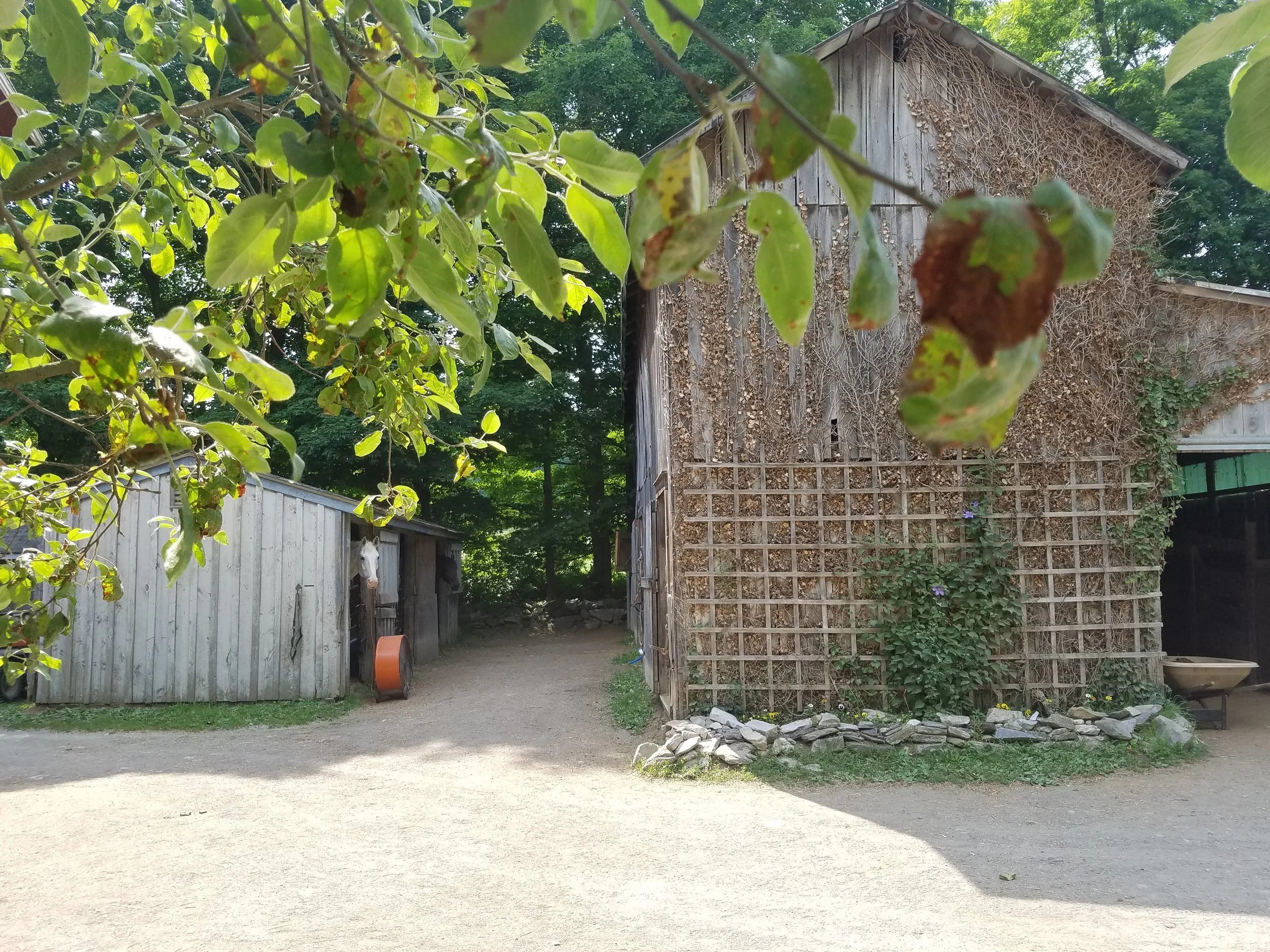 2016-06-20 15.17.53-1.jpg