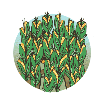 cornGirls.gif