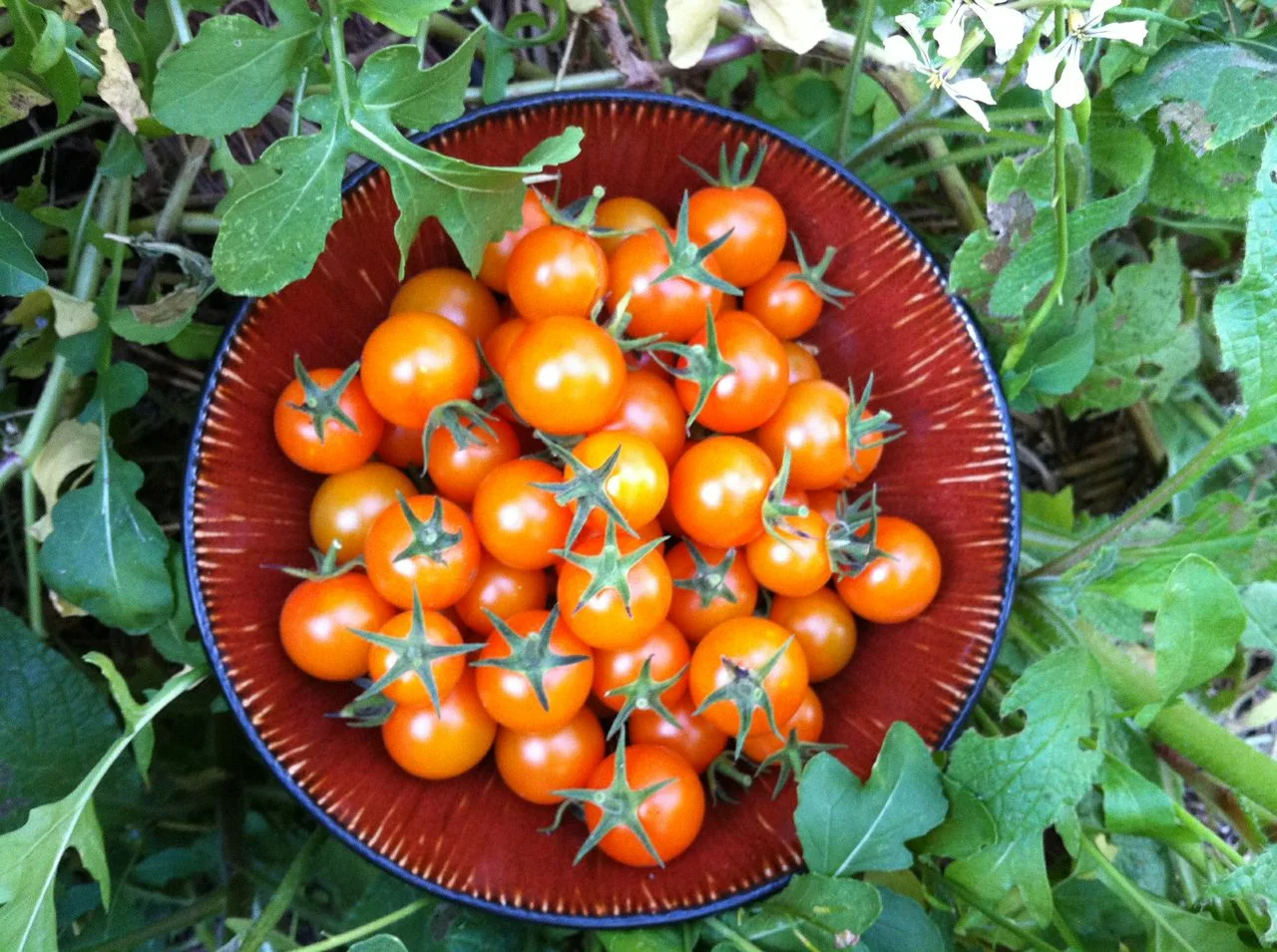 green-pea-gardens-organic-san-diego-03.jpeg