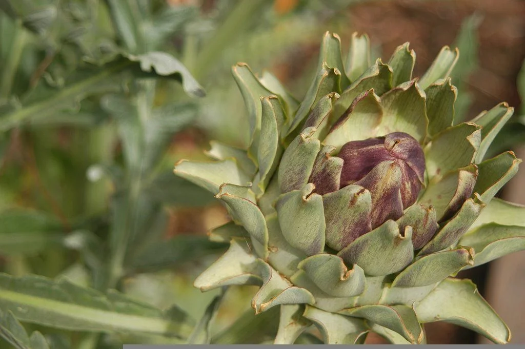 green-pea-gardens-organic-san-diego-04.jpeg