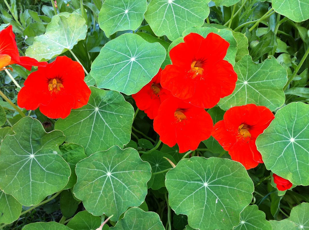green-pea-gardens-organic-san-diego-08.jpeg