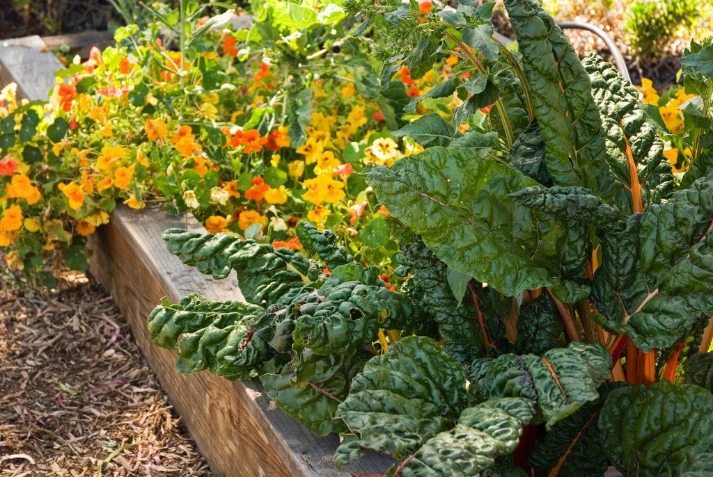 green-pea-gardens-organic-san-diego-14.jpeg
