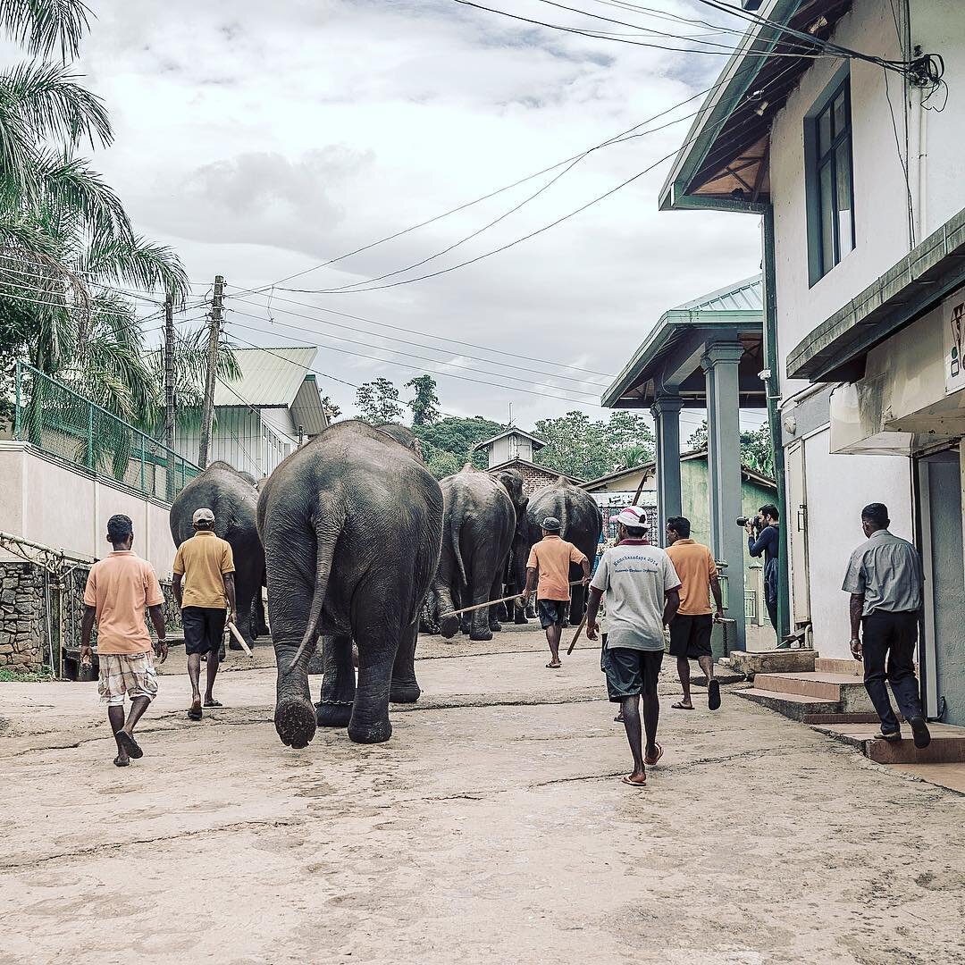 #elephant #parade #srilanka #ceylon #indianocean #travelphotography #sonyrx1 #surftrip #thesearch #gonesurfing #neverstopexploring #nature #landscape #intothewild #paradise #adventure #travel #traveler #farawayfromhome #beautifuldestinations #asia #s