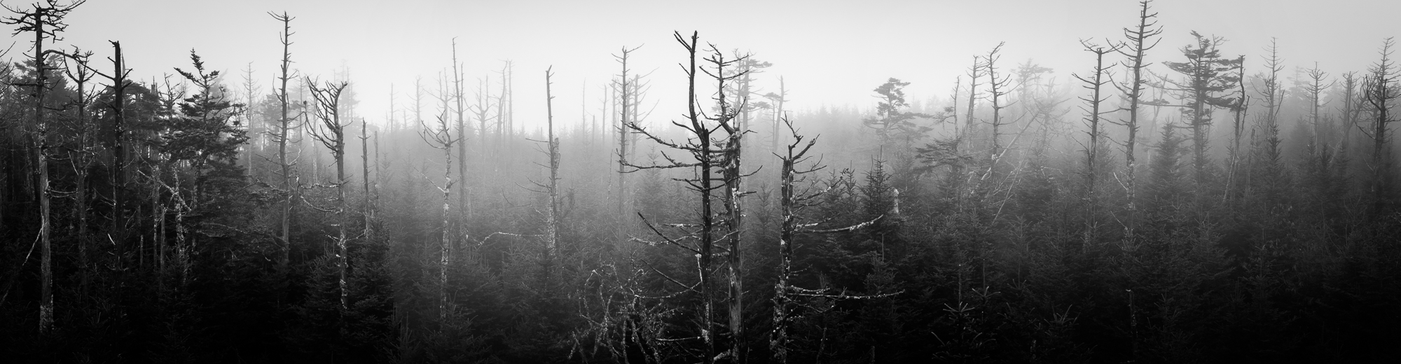 Trees 3.jpg