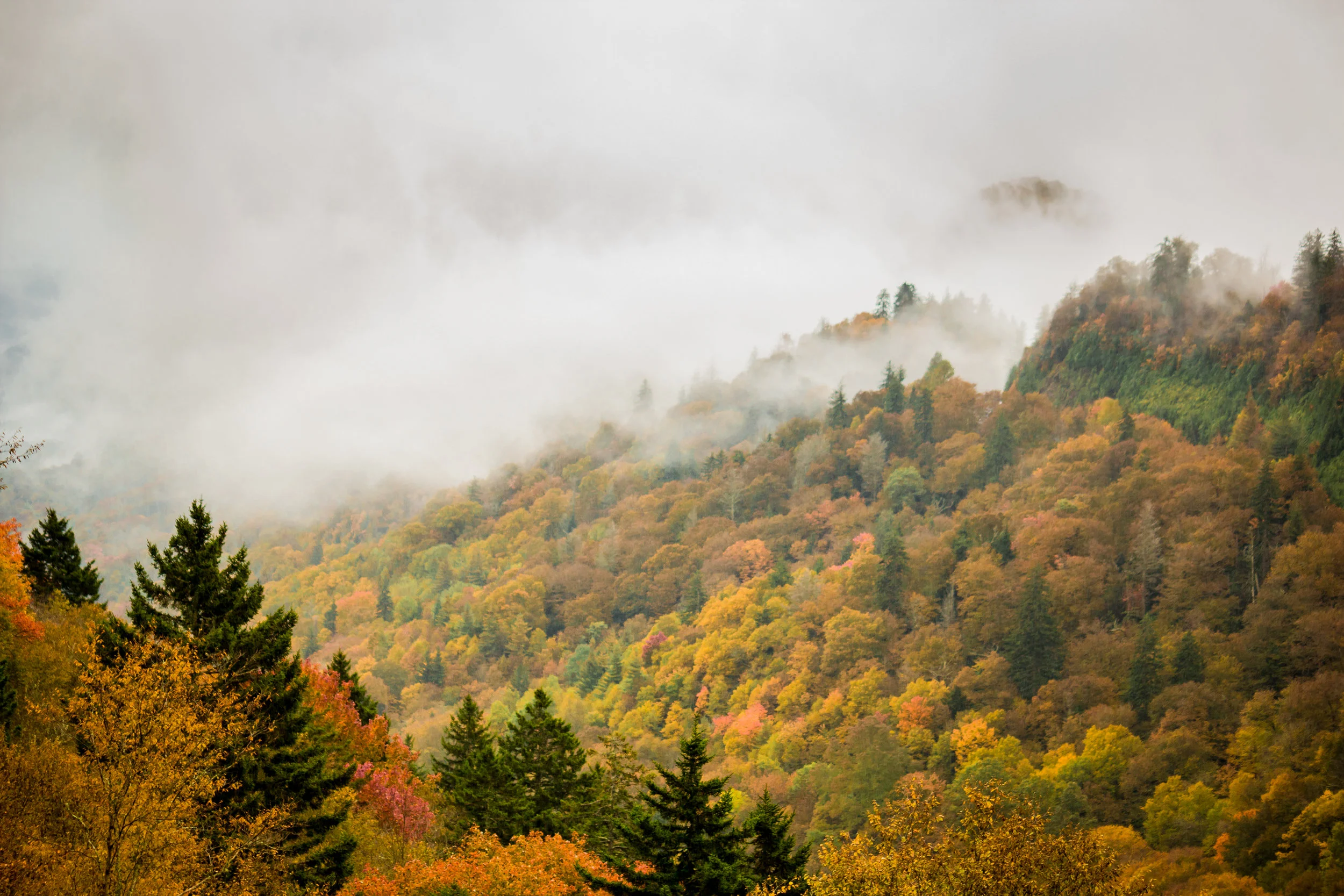 The fragile ecosystem of old growth forest in Great Smoky Mountains National Park.