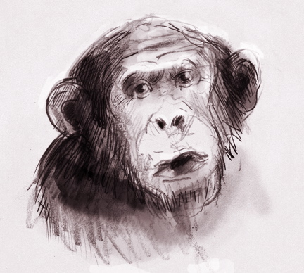 chimps-portrait.jpg