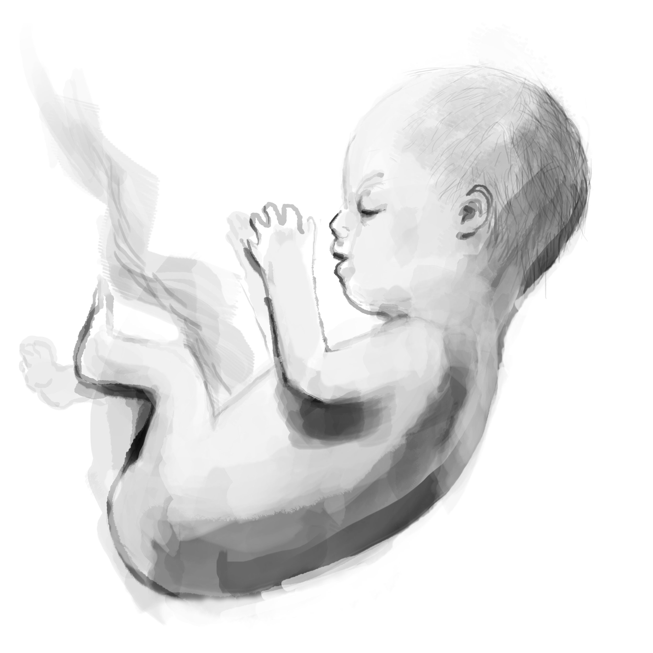 Fetus.jpg