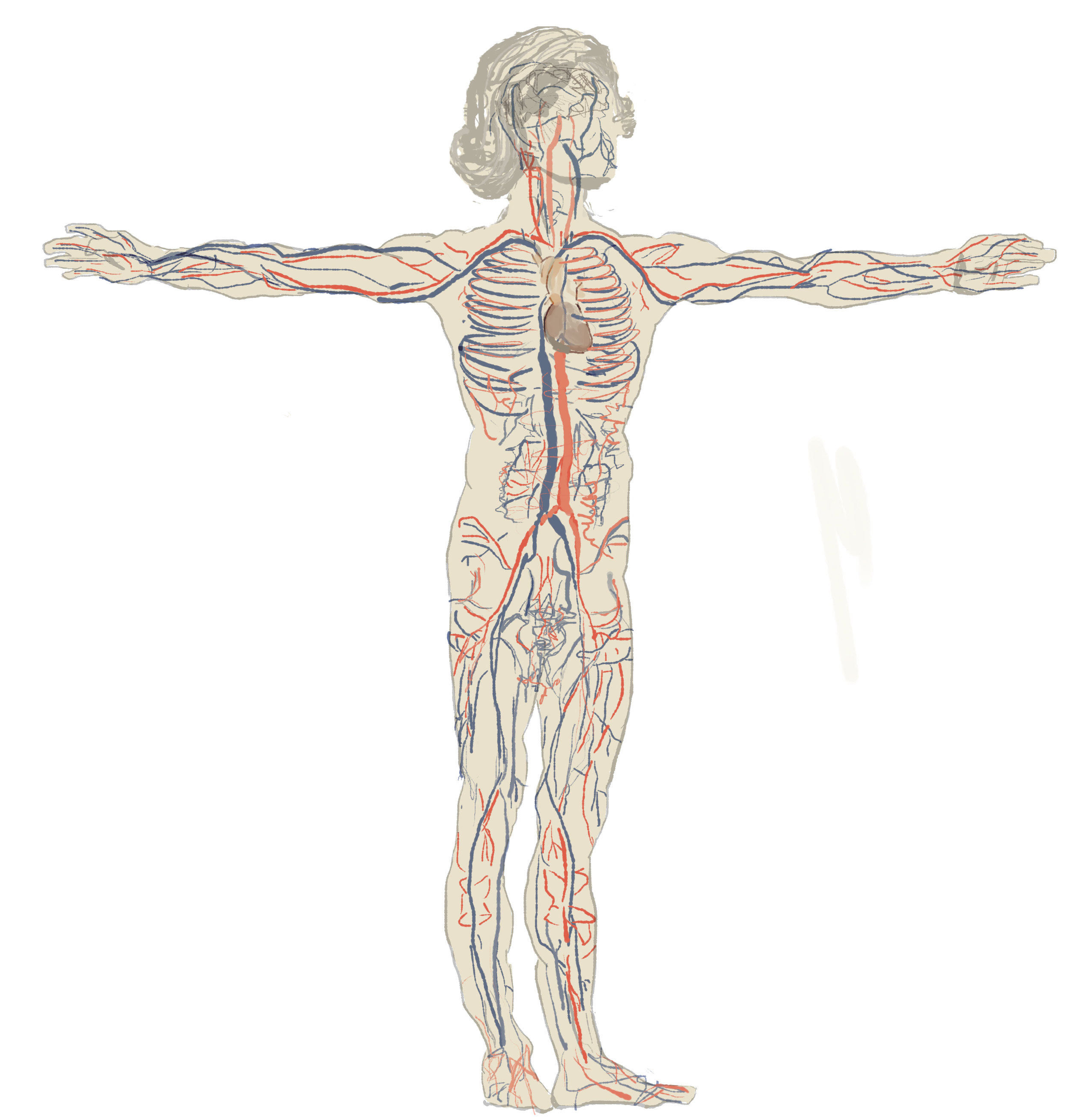 Vitruvian-Man-circulatory.jpg