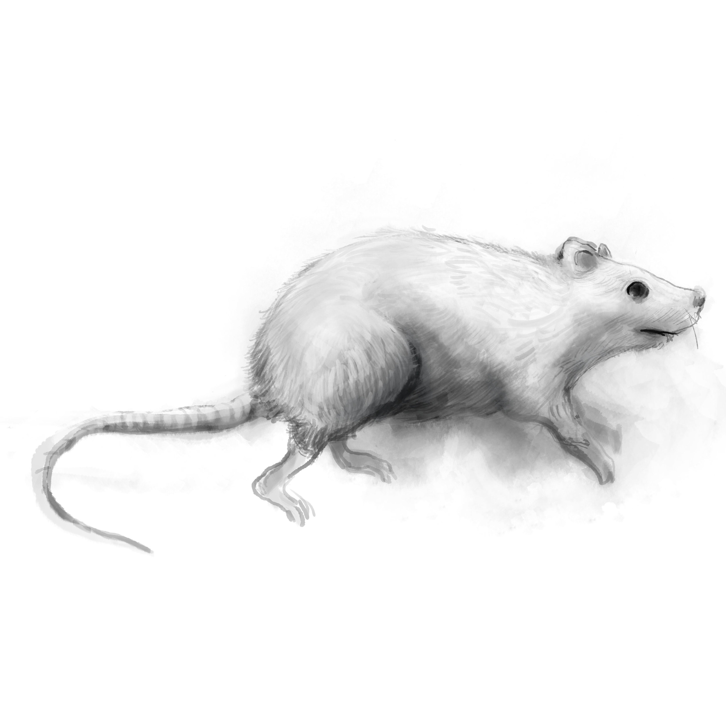 white-rat.jpg