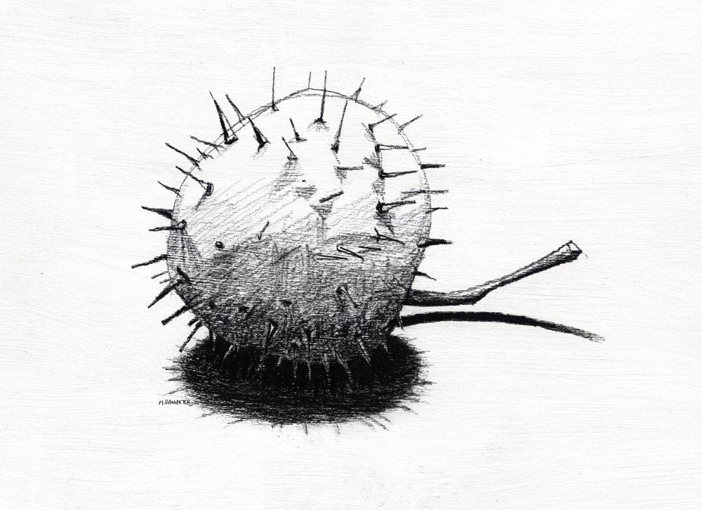 A black and white pencil drawing of a conker in close up, lying on its side. The lighting is from above and has created a dramatic shadow below the object.