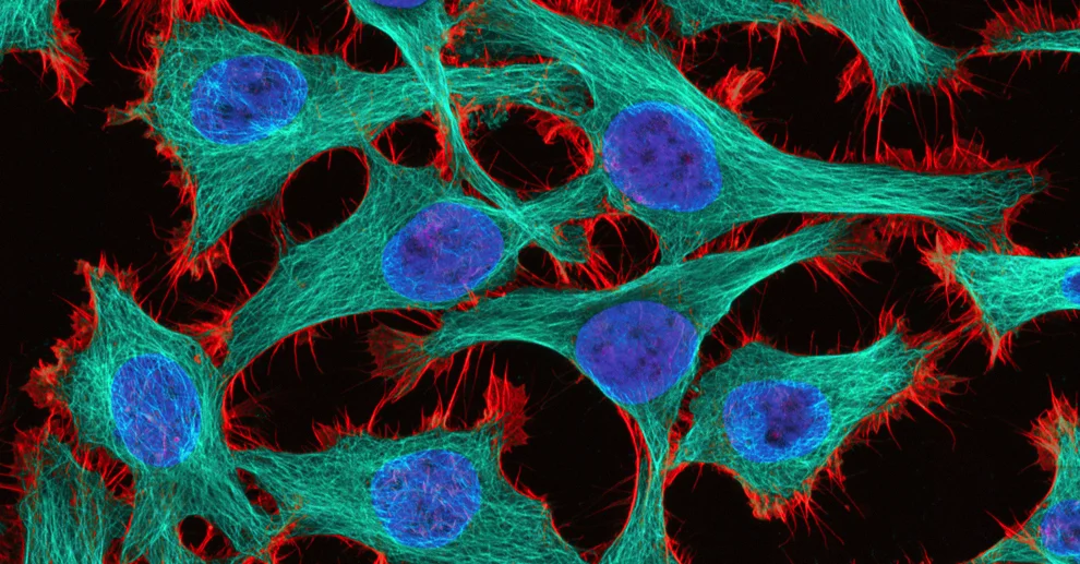 cells.jpg