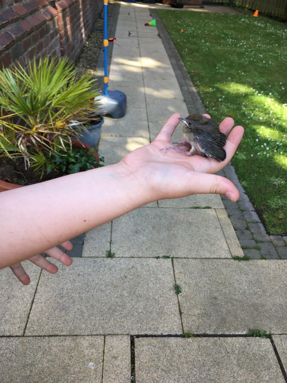 Thanks Darby for helping to save this fledgling