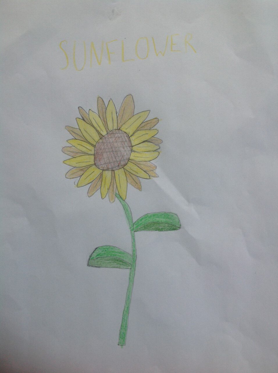 Bronagh's beautiful sunflower